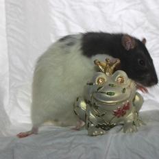 Tamrotte Baad's Julius Cæsar