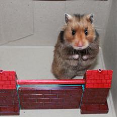 Hamster Bakkehavens Putte