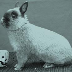 Kanin Bello *hermelin*