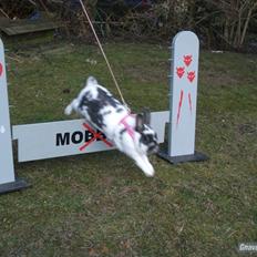 Kanin Hoppsernes Fiona