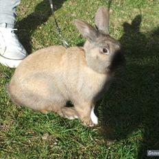 Kanin Staldlyne's Jacob