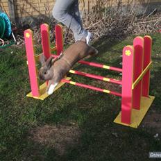 Kanin Staldlyne's Jacob