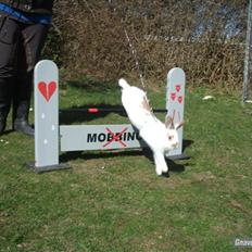 Kanin Staldlyne's Edward