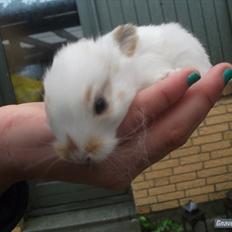 Kanin Staldlyne's Edward