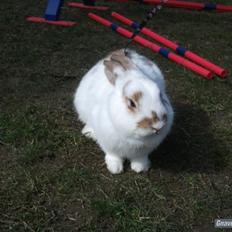 Kanin Staldlyne's Edward