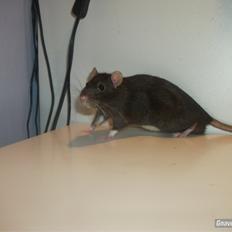 Tamrotte KA-Rodentry´s Blackie