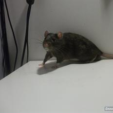 Tamrotte KA-Rodentry´s Blackie