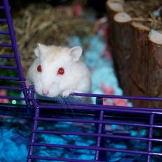 Dværghamster Whitey