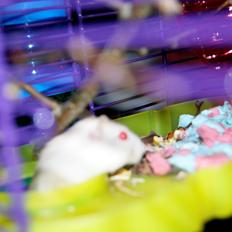 Dværghamster Whitey