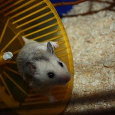 Hamster Chocolate Chip *Chippy*