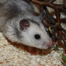 Hamster Chocolate Chip *Chippy*