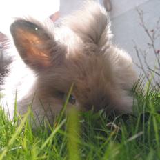 Kanin Cocio (Angora/løvehoved)