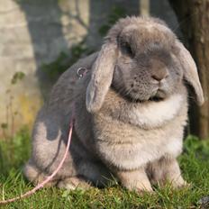 Kanin Funnys Be My Superstar