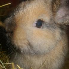 Kanin Stjernen´s Themba!<3