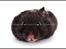 Hamster Hyggehulen's Burton