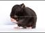 Hamster Hyggehulen's Burton