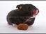 Hamster Hyggehulen's Burton