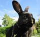 Kanin Blacky-Frederik!