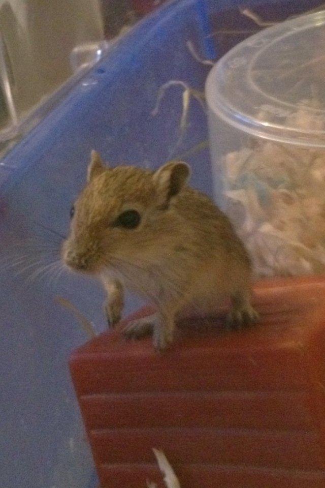 Ørkenrotte Peanut billede 1