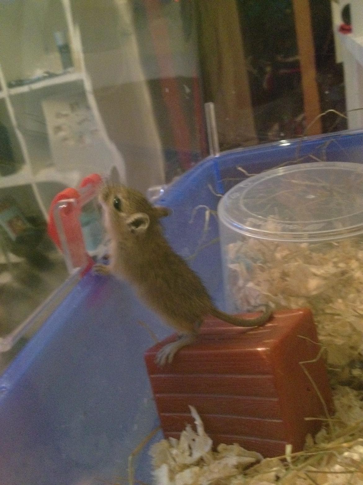 Ørkenrotte Peanut billede 2