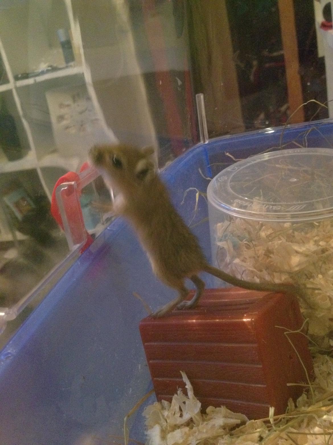 Ørkenrotte Peanut billede 4