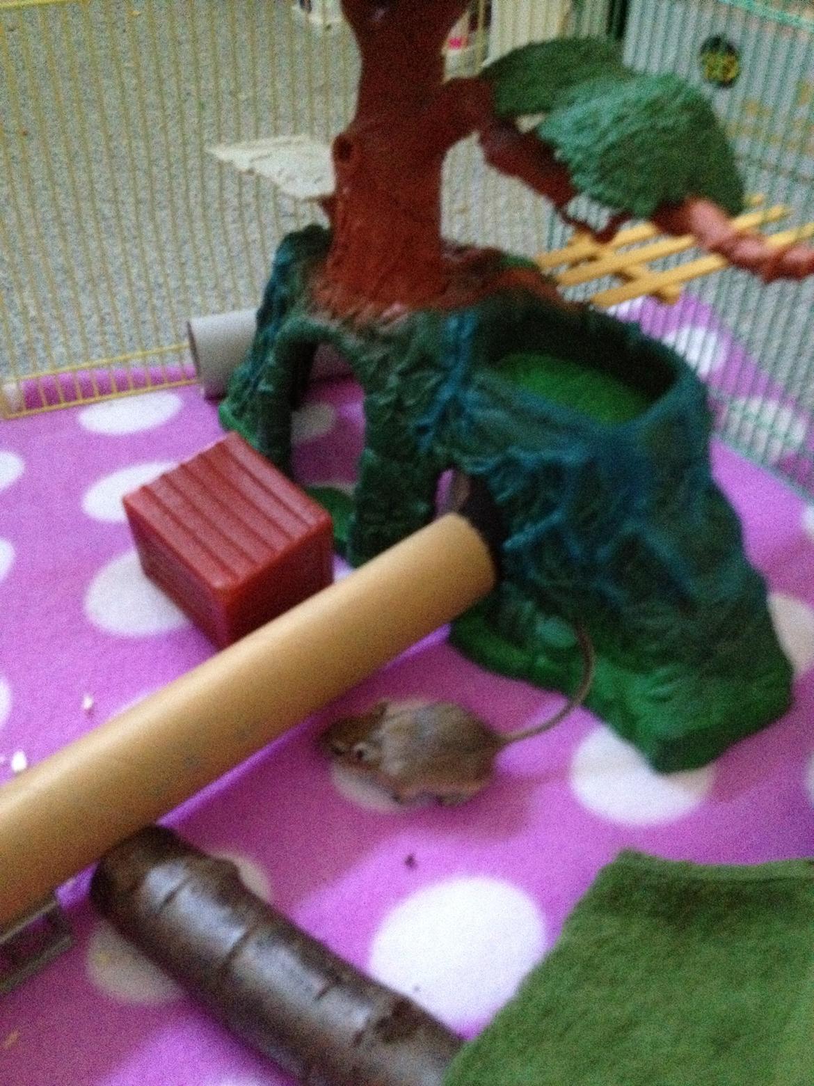 Ørkenrotte Peanut billede 6