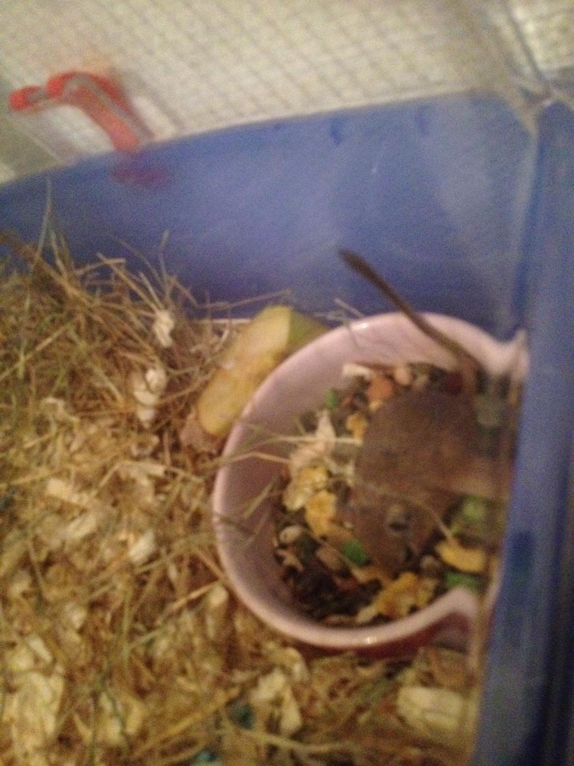 Ørkenrotte Peanut billede 7