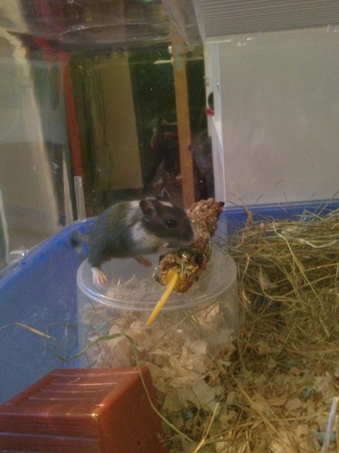 Ørkenrotte Tino billede 1