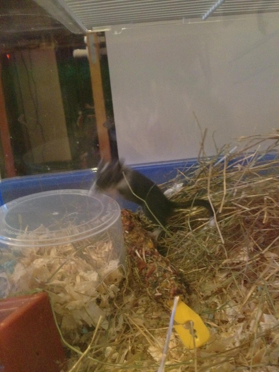 Ørkenrotte Tino billede 2