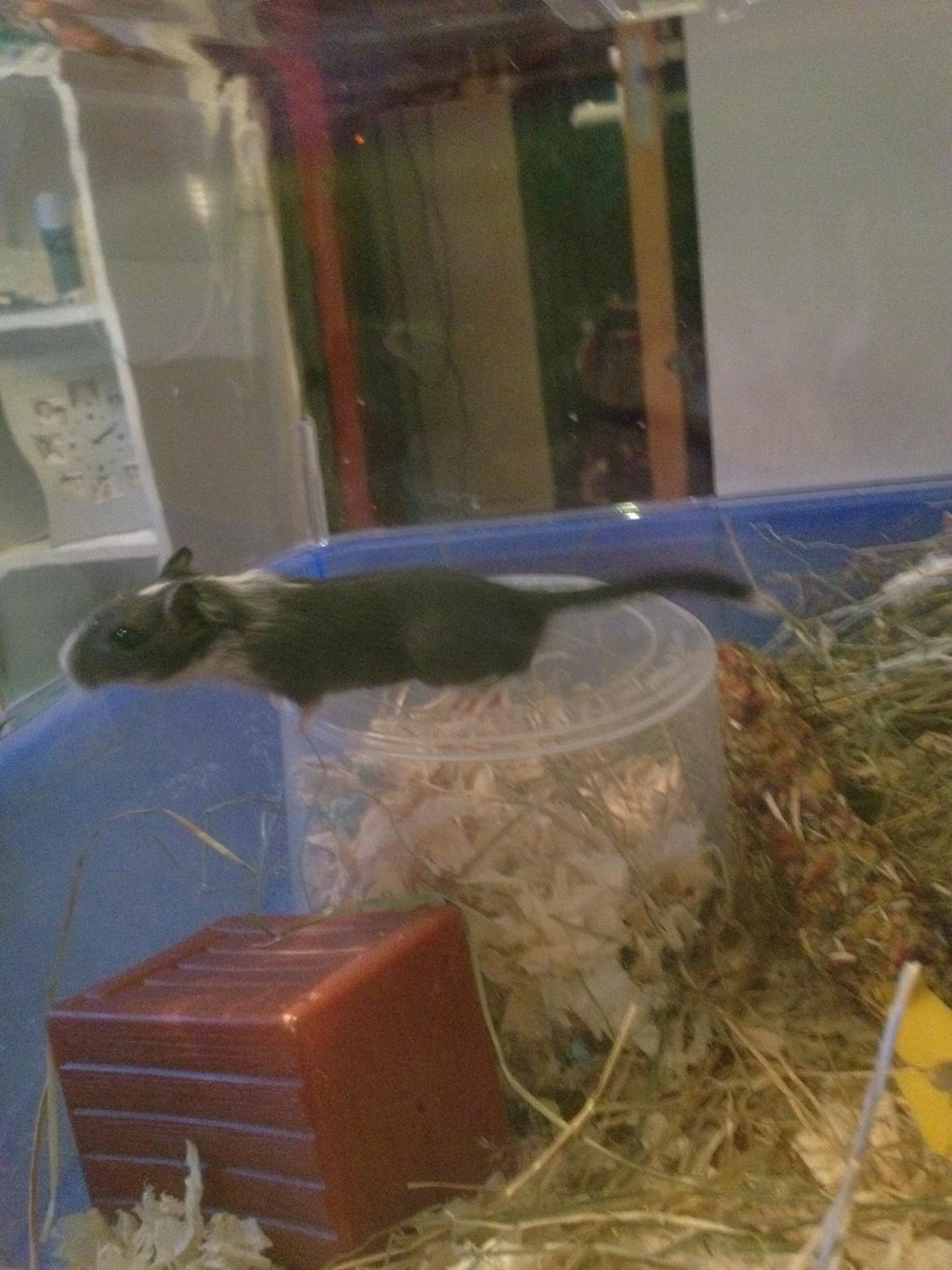 Ørkenrotte Tino billede 3