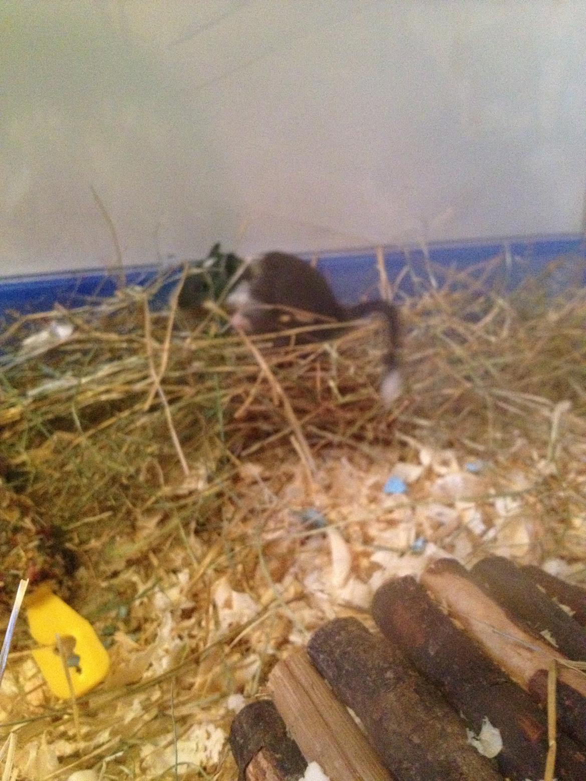 Ørkenrotte Tino billede 4