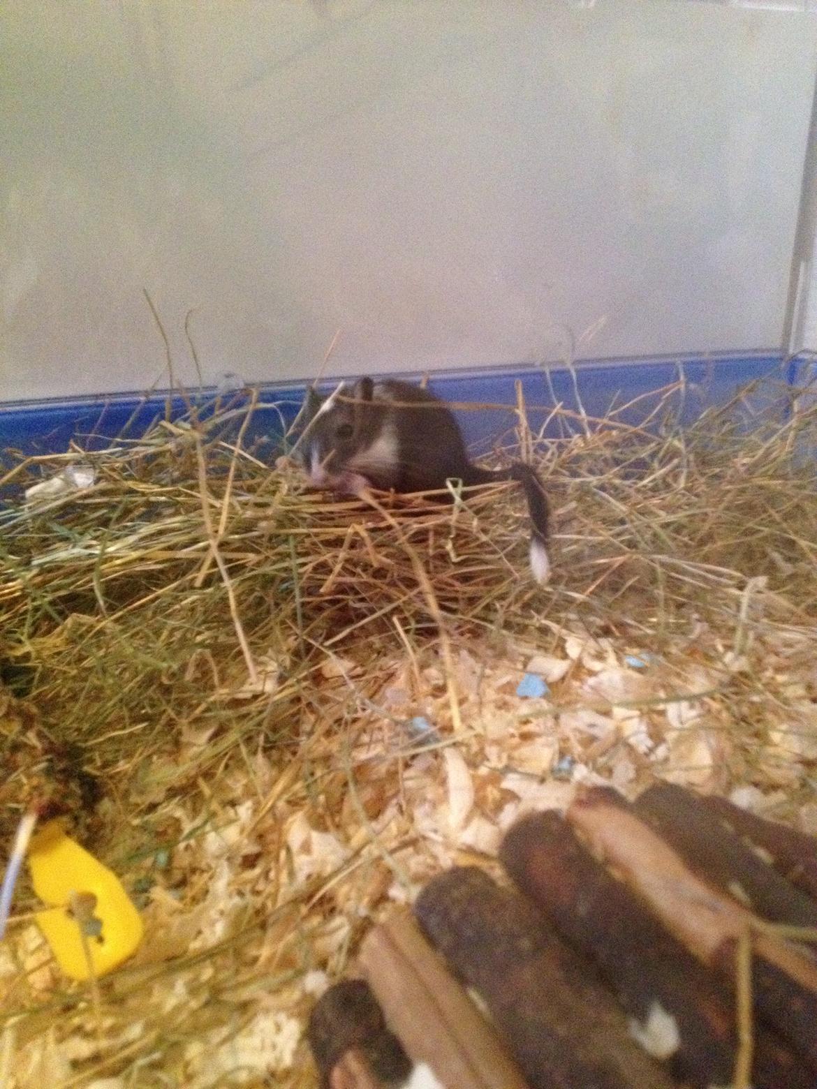 Ørkenrotte Tino billede 5