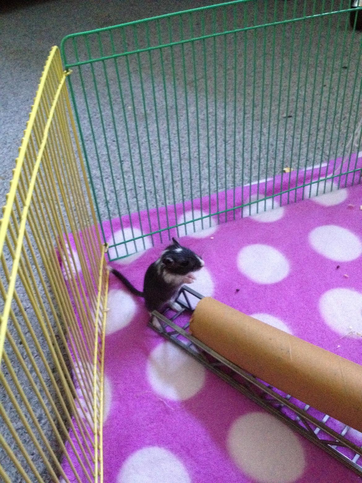 Ørkenrotte Tino billede 6