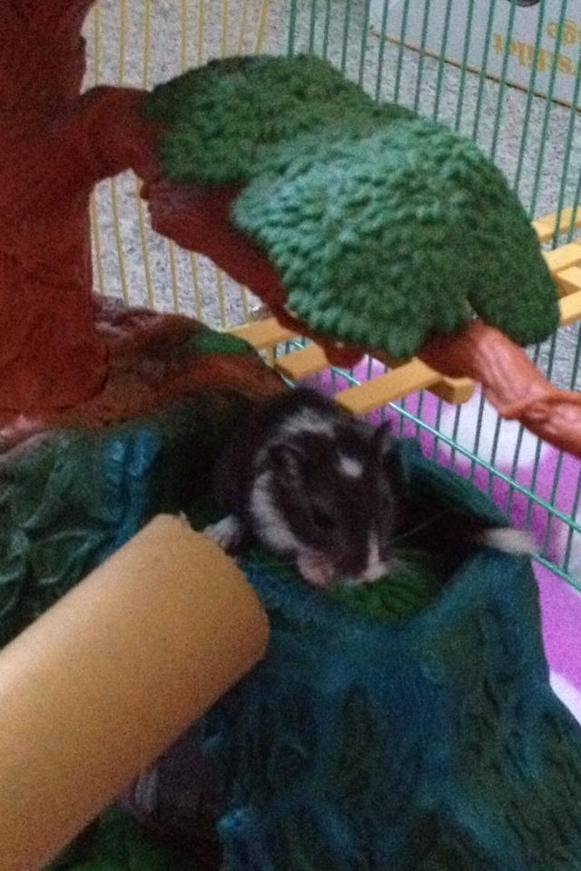 Ørkenrotte Tino billede 7