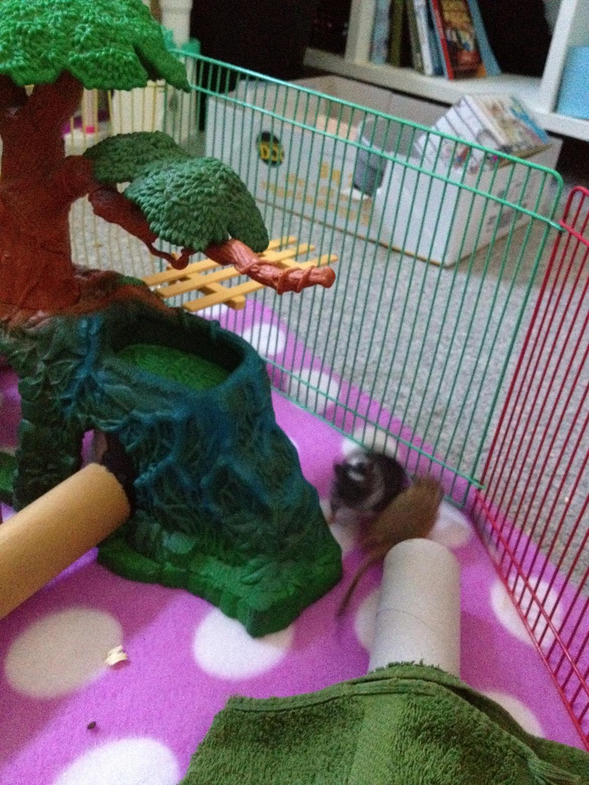 Ørkenrotte Tino billede 8