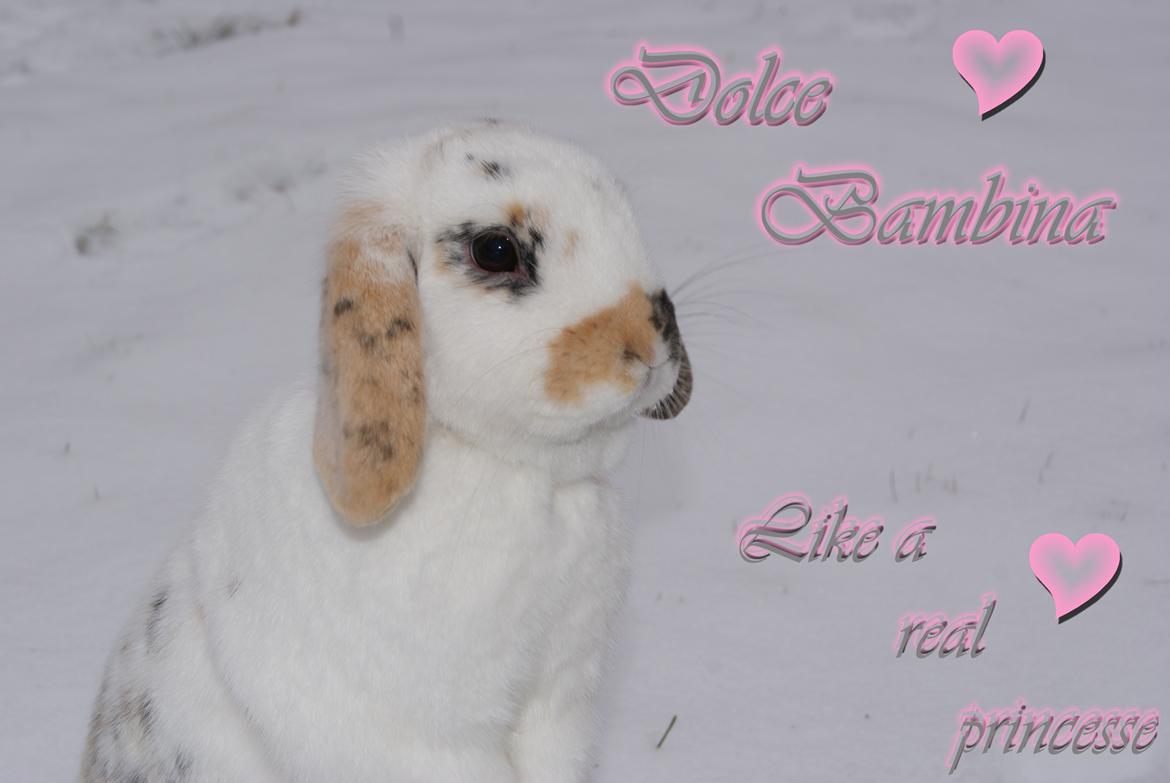 Kanin |DV| Aras´ Dolce Bambina - prinsesse :* billede 3