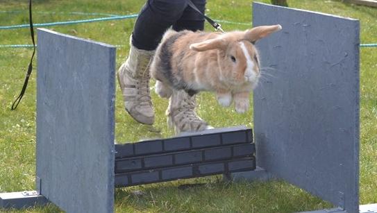 Kanin |DV| Aras´ Piccoli - Til hop dag hos Unik ;D Piccoli´s føreste <3 billede 3