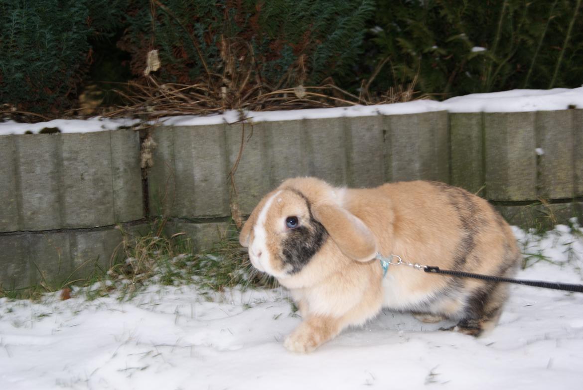 Kanin |DV| Aras´ Piccoli - SNE :D billede 20