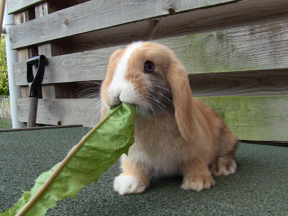 Kanin |DV| Aras´ Piccoli - Kæmpe mælkebætte :P billede 21