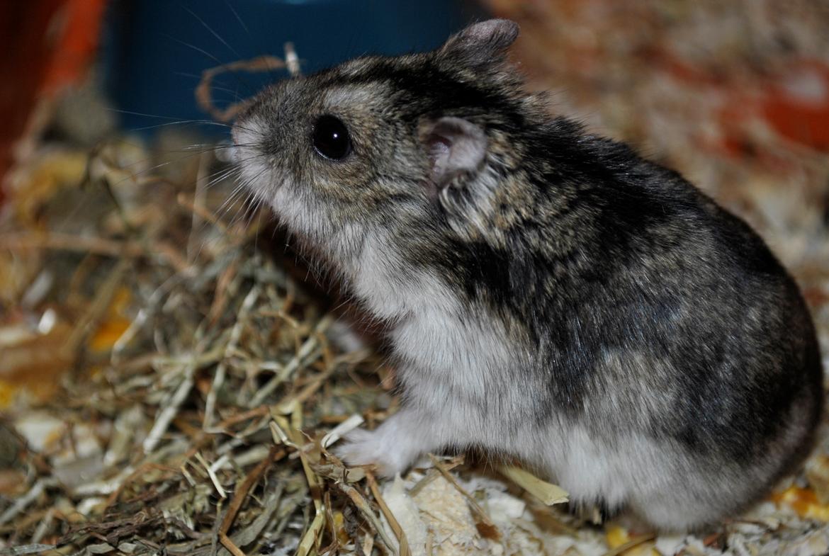 Dværghamster Milo (Tykkemusen) R.I.P billede 12