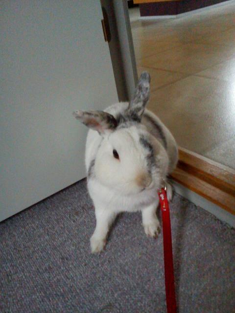 Kanin team hop,s 2.bedste springe magnus billede 13