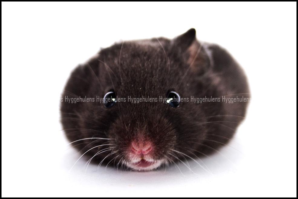 Hamster Hyggehulen's Burton billede 11