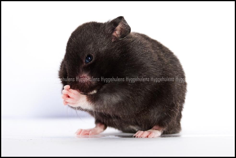 Hamster Hyggehulen's Burton billede 14