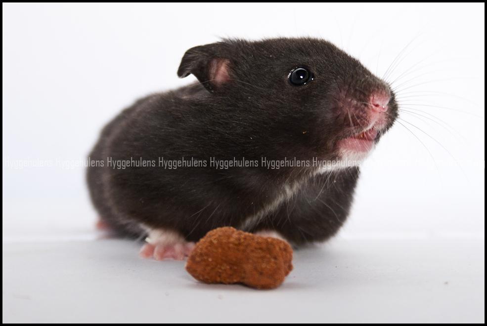 Hamster Hyggehulen's Burton billede 13