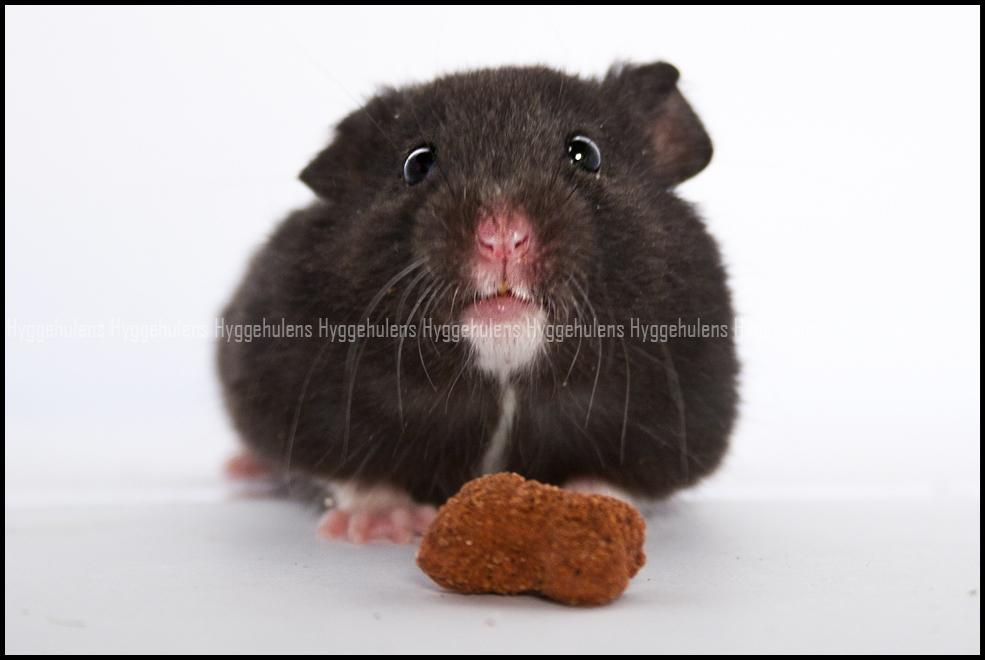 Hamster Hyggehulen's Burton billede 12