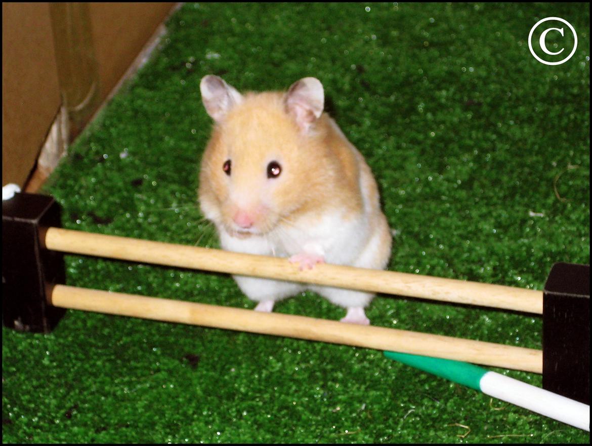 Hamster <333Andrea<333 billede 15