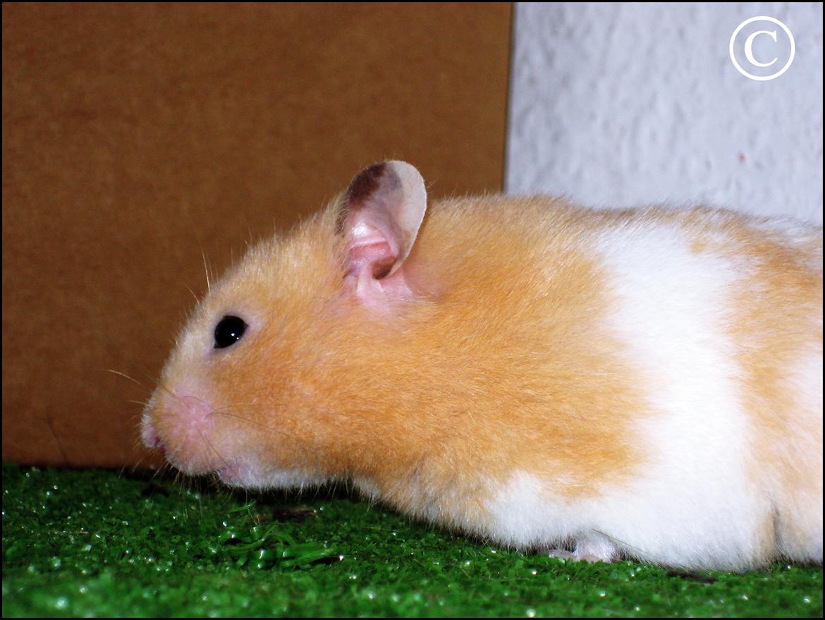 Hamster <333Andrea<333 billede 3