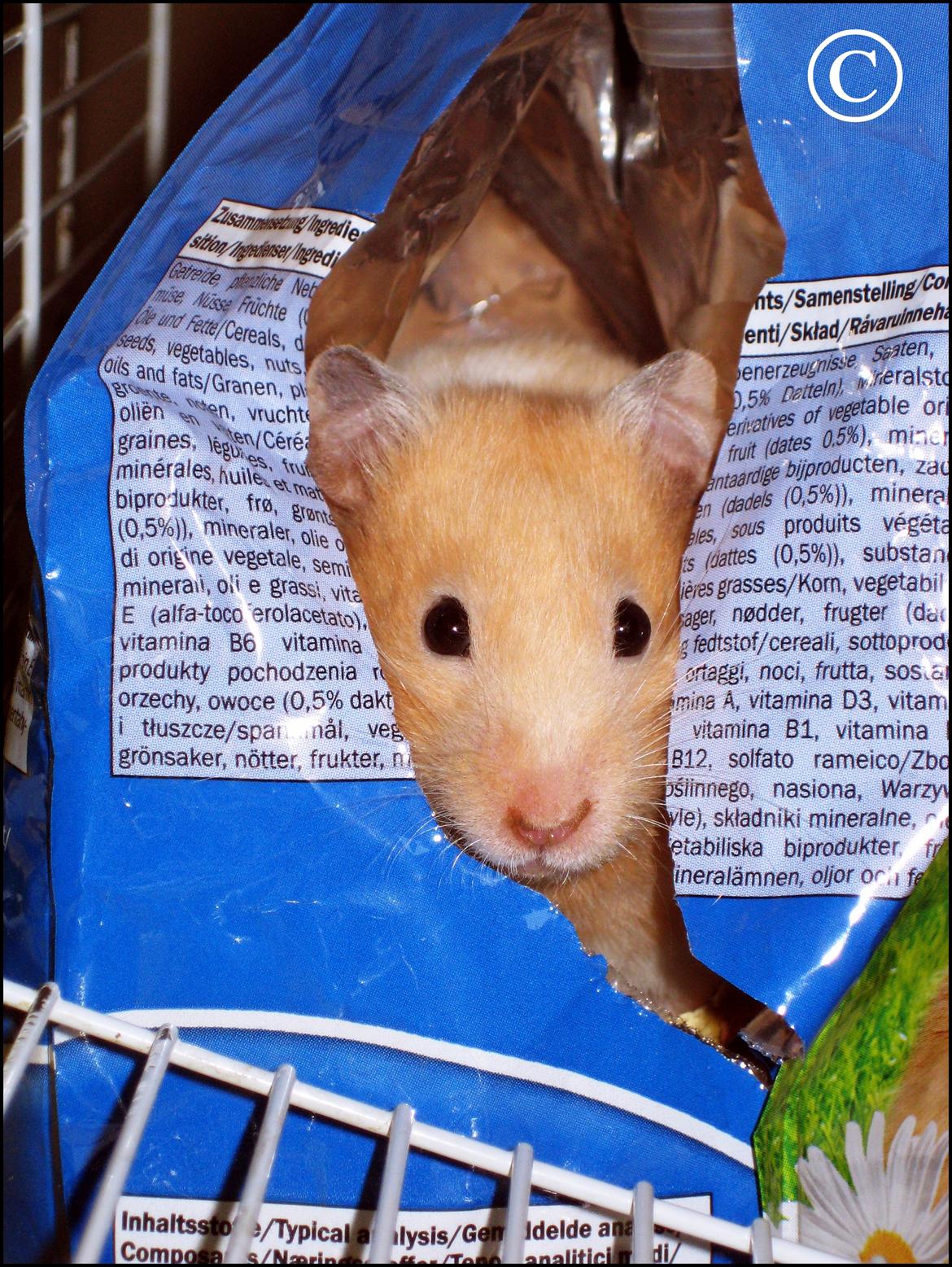 Hamster <333Andrea<333 billede 1