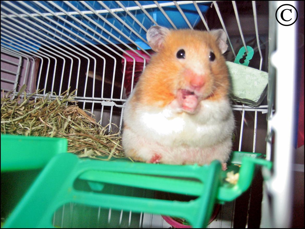 Hamster <333Andrea<333 billede 4