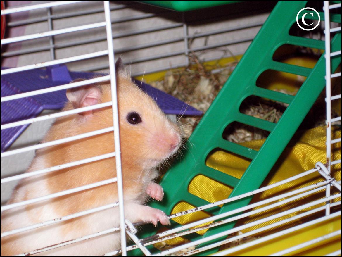 Hamster <333Andrea<333 billede 5